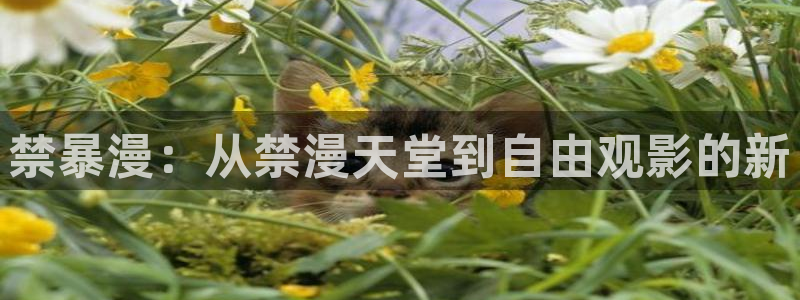 漫蛙漫画链接：禁暴漫：从禁漫天堂到自由观影的新
