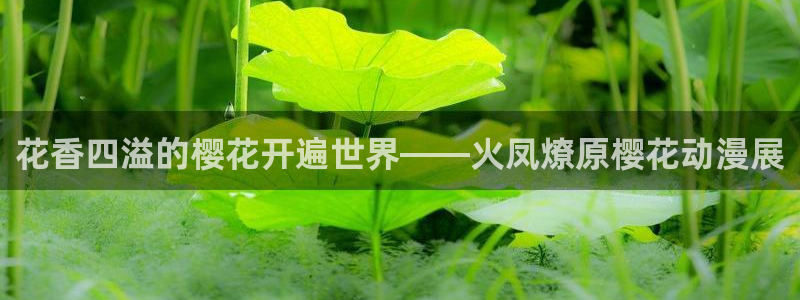 omofun在线观看动漫：花香四溢的樱花开遍世界——火凤燎原樱花动漫展
